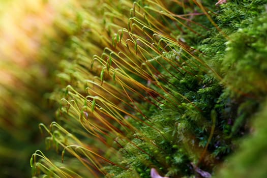 Cypress sleeping moss in a macro shot