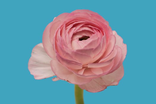 Ranunculus pink,close-up of flower against blue background