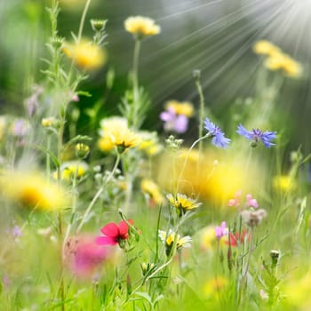Colorful flower meadow in summer