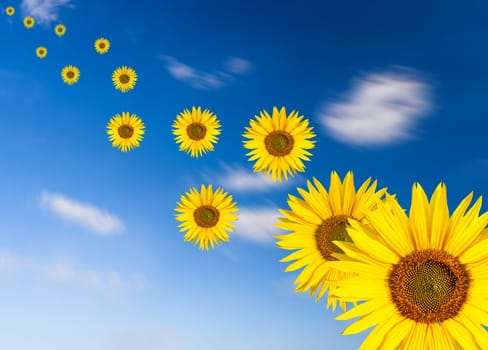 flying sunflowers on a blue cloudy sky in summer