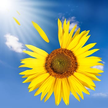 flying sunflower with leaves on a cloudy sky in summer