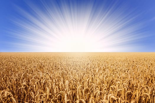 wheat field in sunlight with blue sky in summer