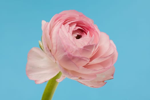 Ranunculus pink,close-up of flower against blue background