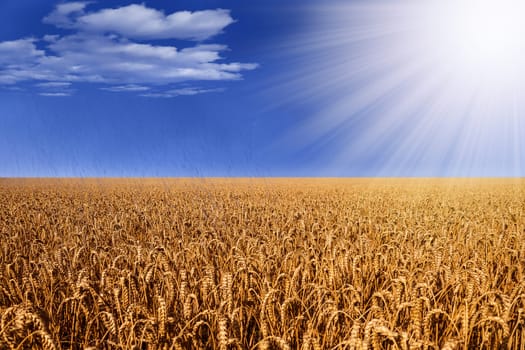 wheat field with sunlight and rain with some clouds