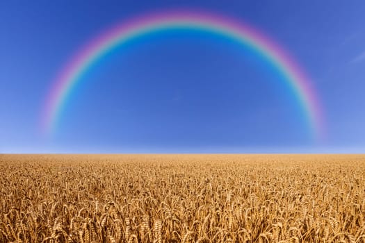 wheat field with rainbow and a blue sky in summer