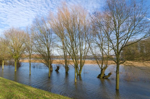 trees standing in the water in winter time along the IJssel river in the Netherlands