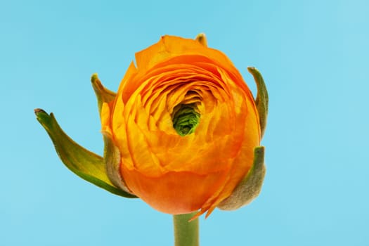 Ranunculus orange,close-up of flower against blue background