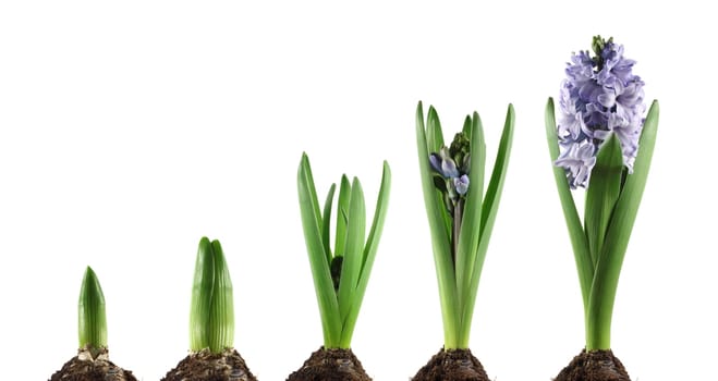 Growth
