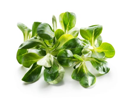 Valerianella lettuce isolated on white close up