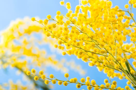 Spring bouquet with a branch of a blossoming acacia tree