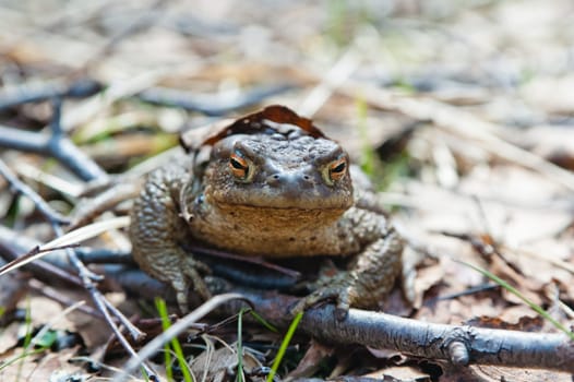 The toad who has woken up after hibernation