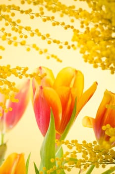 Spring bouquet with a mimosa and tulips