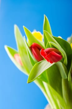Spring bouquet with tulips