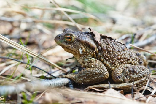 The toad who has woken up after hibernation
