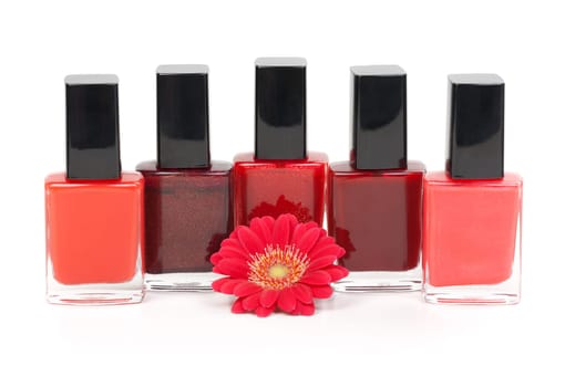 Nail polish and red gerbera. Isolate on white.