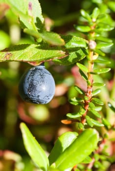 Fresh blueberry still growing on bush