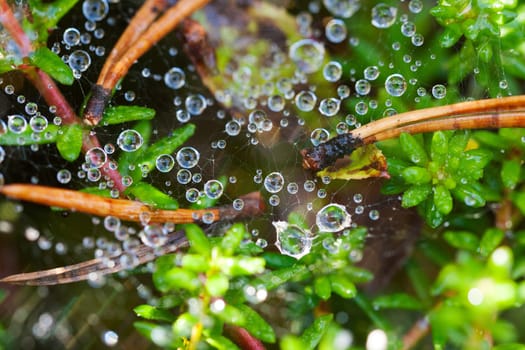 Dew drops on a spider web on a background of green leaves