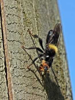 Predator fly with prey,female of Laphria ephippium