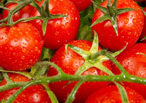 a lot of red tomatoes background