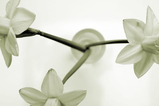 Die Fotografie von Osterglocken in einer Vase in monochrom.