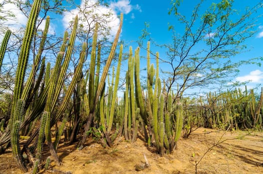 Dense cactus growth in a dry desolate desert