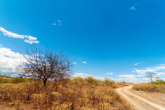 Dry twisted leafless tree and road running through a desert