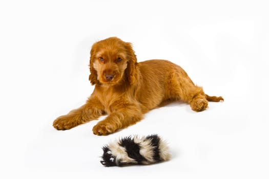 Red cocker spaniel puppy on light background