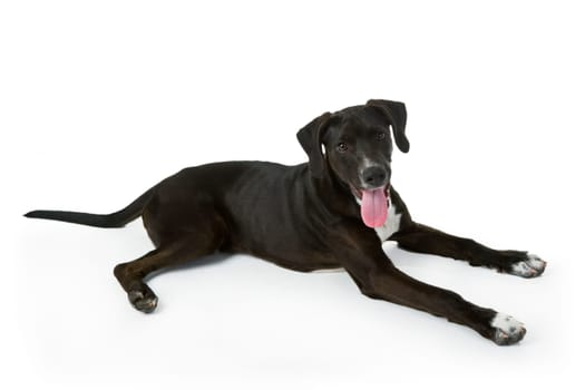 Hunting dog puppy isolated on white background