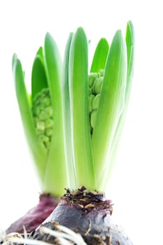 hyacinths isolated on white