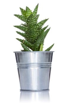 Decorative cactus in a metal pot, isolated on white background