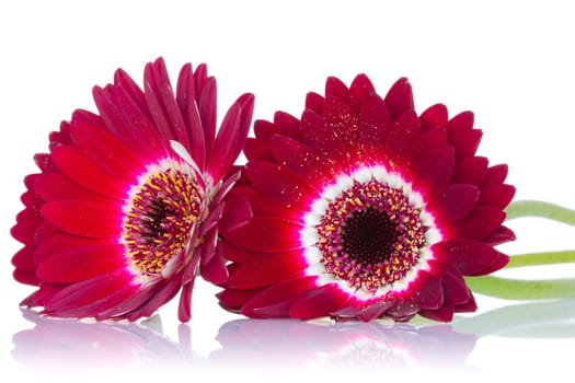 Red gerbera flowers with reflection on white background