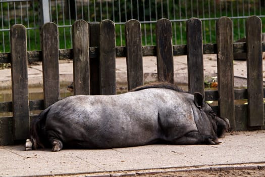 Lying boar