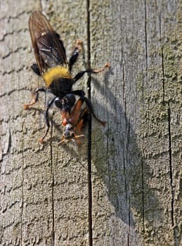 Predator fly with prey,female of Laphria ephippium