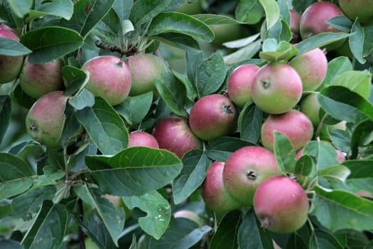 Apple tree