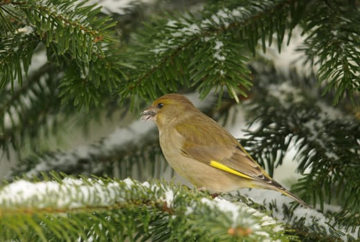 Greenfinch