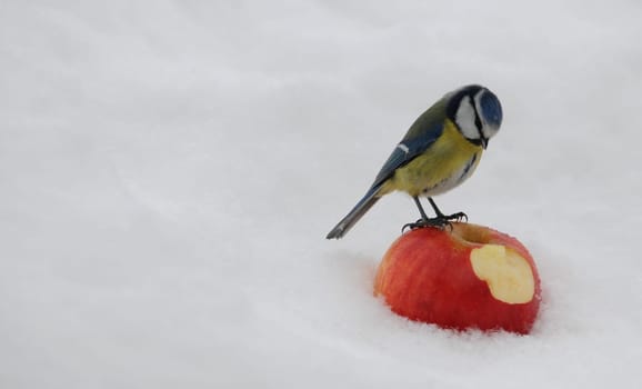 Blue sits on apple