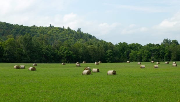 Bails of hay on a farm field.