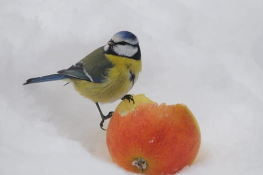 Blue sits on apple