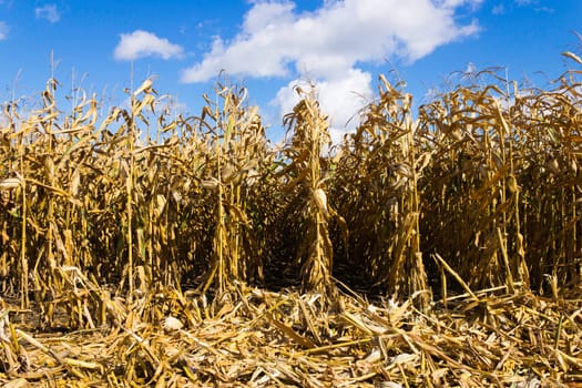 Corn field during harvest