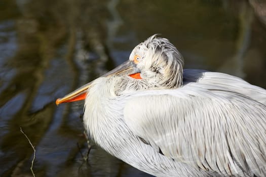 Details of a Dalmatian pelican in front of a pond