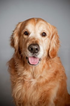 Golden retriever dog posing in studio. Gray background.