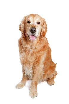 Golden retriever dog posing in studio. White background.