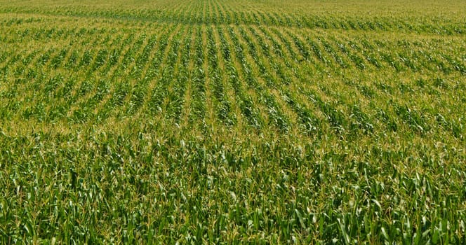 A field of fresh corn