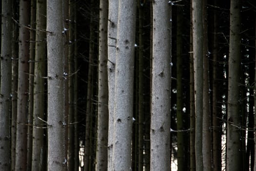 Spruce trunks in a forest