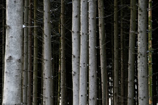 Spruce trunks in a forest