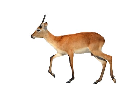 male red lechwe isolated on white background