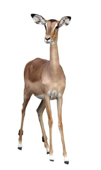 female impala isolated on a whte background