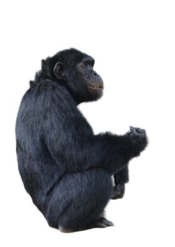 chimpanzee, simia troglodytes isolated on white background