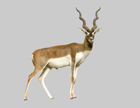 male blackbuck isolated on a gray background