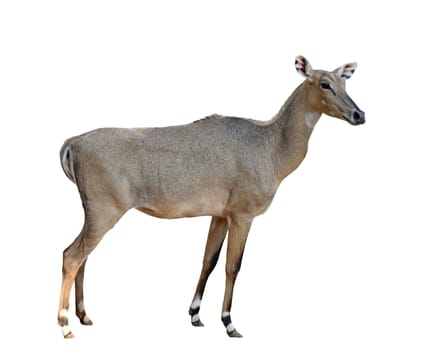 female Nilgai or Blue bull isolated on white background